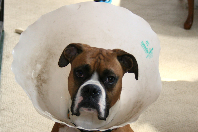 Dog with Cone