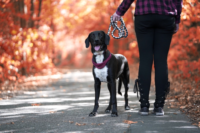 #LiveLikeALocal: 7 Parks and Trails to Take Your Dog to in the Hudson Valley