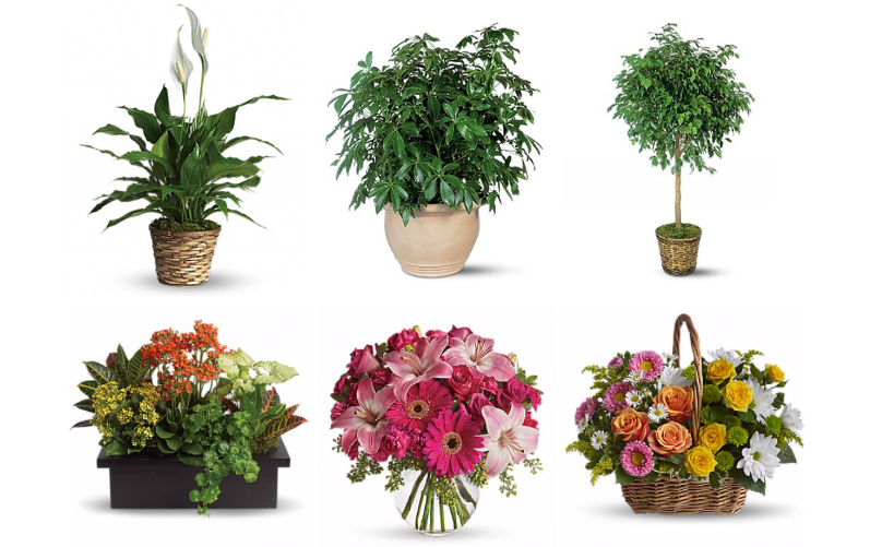 Holiday Gift Guide 2018, Woodstock, NY - Halter Associates Realty | Jarita's Florist