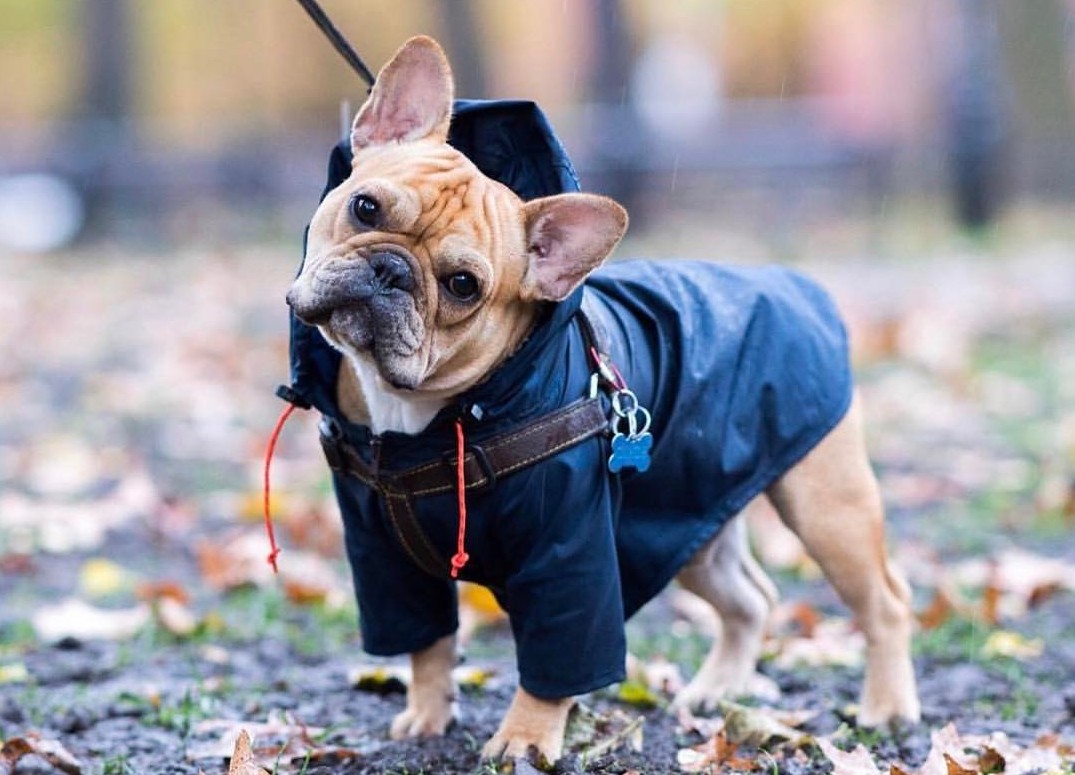 Holiday Gift Guide 2018, Woodstock, NY - Halter Associates Realty | wagwear