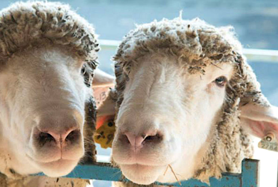 Upstate New York The Dutchess County Fairgrounds Sheep and Wool Festival Rhinebeck, NY